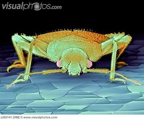 Reynolds pest management, inc is a full service pest control company with a goal to exceed customer satisfaction. Bed Bug http://www.skylinepest.com/ | Science news ...