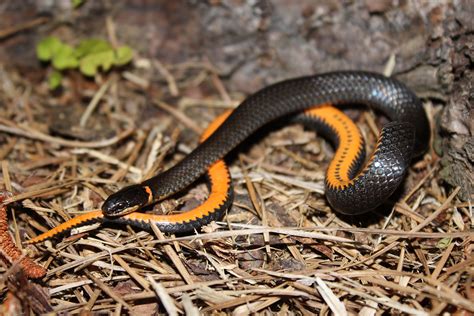 Black Garden Snake With Orange Ring Fasci Garden