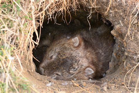 Wombat San Diego Zoo Animals And Plants