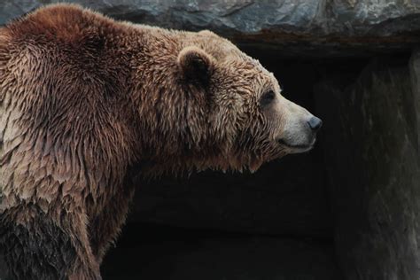 Brown Bear Saliva Kills A Bacteria That Current Antibiotics Are Unable