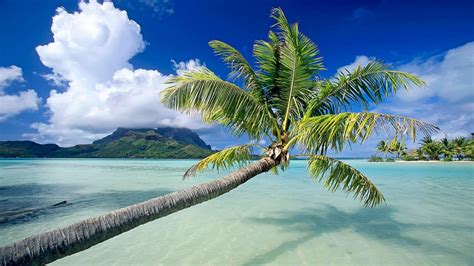 Palm Tree Full Hd Wallpaper And Background Image 1920x1080 Id387948