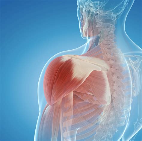 Frozen Shoulder Surgery Raleigh Orthopaedic Surgery Center