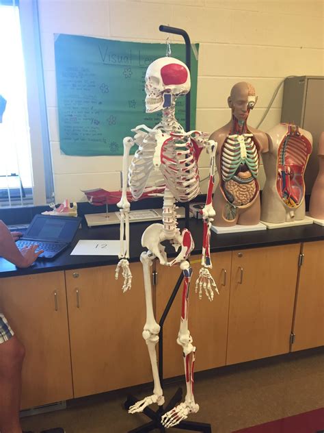 Lab Practical Anatomy And Physiology Anatomical Charts And Posters