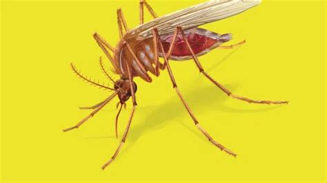 Kenapa Gigitan Nyamuk Bikin Bentol Dan Gatal Qumparan