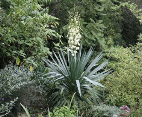 Choisissez votre carrelage ext�rieur en tenant compte de deux crit�res absolument fondamentaux. 5 superbes PLANTES GRASSES EXTERIEUR resistant au gel (+1 ...