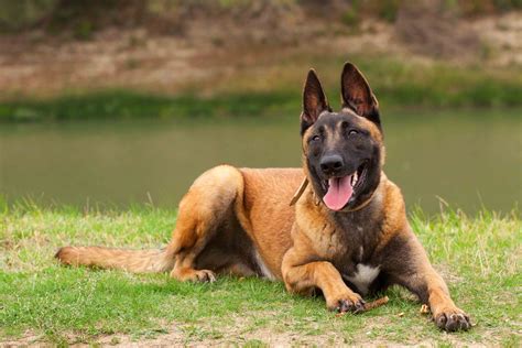 Intelligent and easily trained, the belgian malinois exudes confidence and is an exceptional watch and guard dog. Best Belgian Malinois Dog Food - Spot and Tango