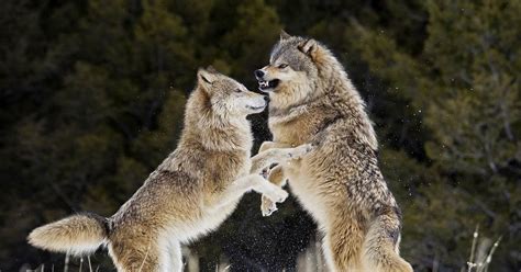 Find wolf pictures and wolf photos on desktop nexus. Trump administration's removal of gray wolf protections ...