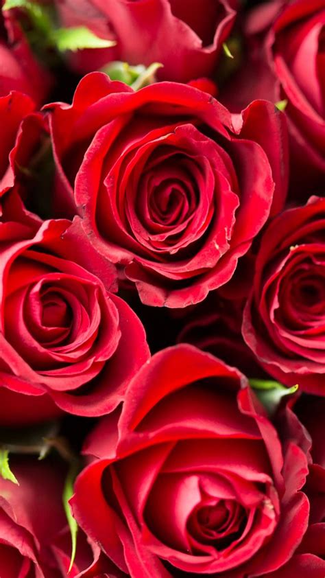 Free Download Wallpaper Rose Flower Red 4k Nature 16780 640x1138 For