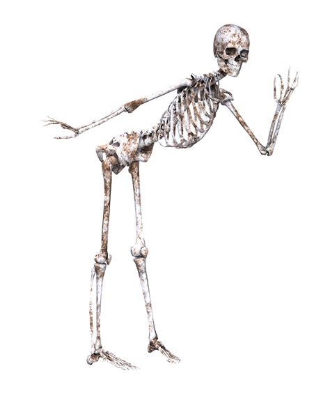 Skeleton Pose Skull Free Image On Pixabay