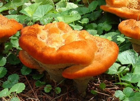 Phaeolus Schweinitzii At Indiana Mushrooms
