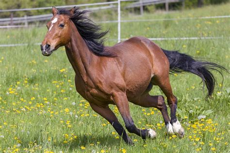 Horse Gallop Animal Free Photo On Pixabay Pixabay