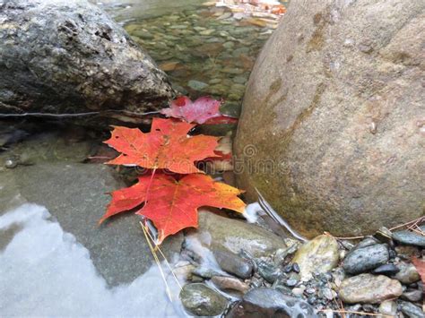 Floating Fall Leaves Trapped By Rocks Stock Photo Image Of Autumn