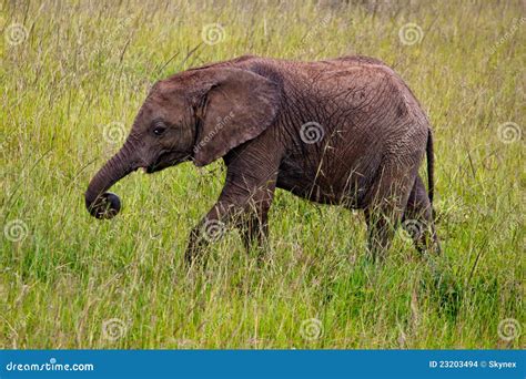 Small Elephant In Kenya Stock Photo Image Of Elephants 23203494