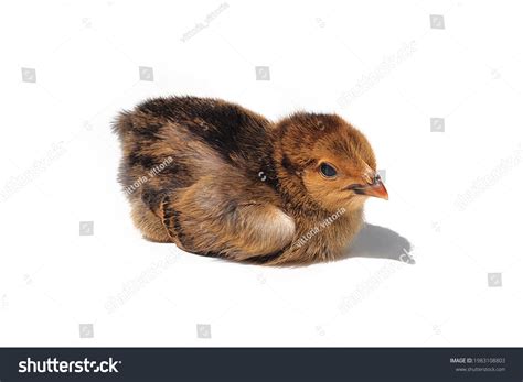 600 Chicken Lying Down Images Stock Photos Vectors Shutterstock