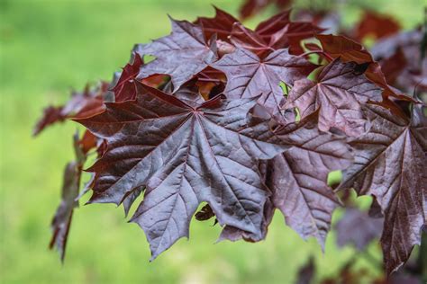 Acer Platanoides Royal Red The Big Plant Nursery