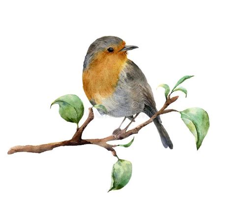 Download Watercolor Robin Sitting On Tree Branch With Leaves Hand