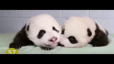 Panda Baby Youtube