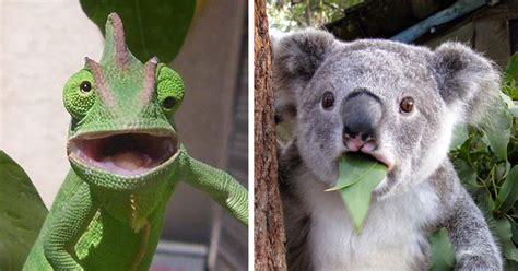 20 Astonished Animals Who Are Freaked Out By Whats