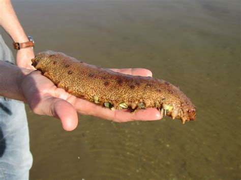 Sea Cucumber Found On The Beach Ball Python Breeder Uk