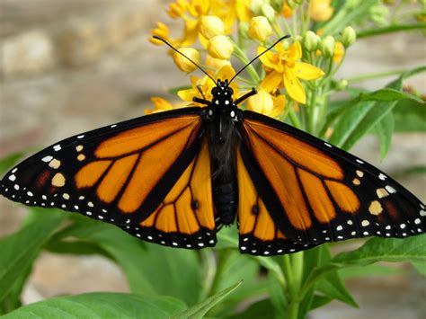 How To Tag A Monarch Butterfly In Six Easy Steps Texas Butterfly Ranch