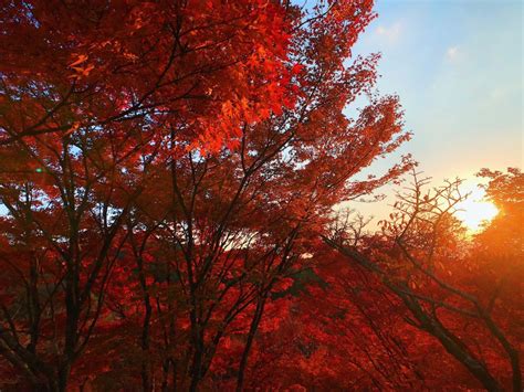 Autumn In Japan Experiencing Momijigari The Colorful Autumn Leaves In