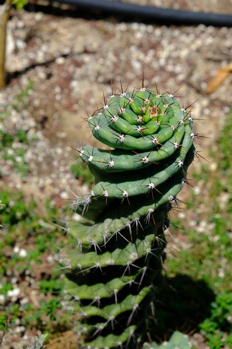 Cactus And Succulents Cereus Forbesii Spiralis