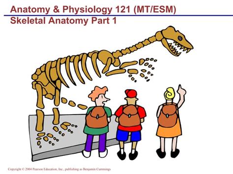 Skeletal Anatomy Part 1 Ppt