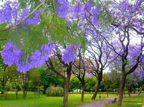 Jacaranda Mimosifolia Blue Rare Flowering Tree Flamboyan Delonix Seed