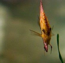 Bij agapornis roseicollis is het beter hen in paartjes te houden omdat ze agressief kunnen zijn naar soortgenoten. 109 best images about Aquariumvissen on Pinterest | Tes ...
