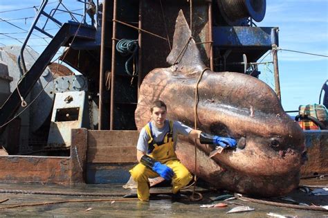 Fisherman Catches One Of The Largest Creatures To Ever Exist Designbump