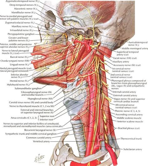The anatomy of the head and neck of the human body, including the bones, muscles, blood vessels, nerves, glands, nose, mouth, and throat. Dissecting a Human Head Through Anatomical Illustrations ...