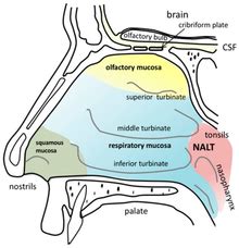 The nasal cavity is divided into right and left halves (each of which may be termed a nasal cavity) by the the nasal cavity can be examined in vivo either through a nostril or through the pharynx. Nasal cavity - Wikipedia