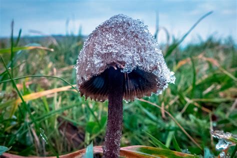 Are Magic Mushrooms Legal And Can They Treat Depression