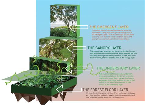 What Are The Layers Of The Rainforest Amazon Rainforest