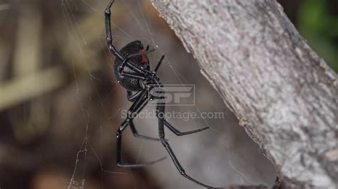 Black Widow Spider Sitting On Web Showing Red Hourglass Youtube
