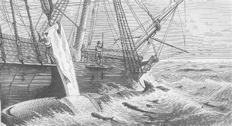 Strange But True Thar She Blows Whaling Was Major Industry In Early American History