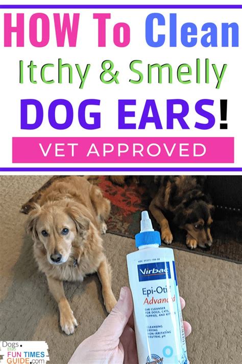 Our pediatrician says that is great. How To Clean & Treat A Dog's Itchy Smelly Ears: Vet ...