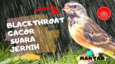 Maybe you would like to learn more about one of these? Perbedaan Blackthroat Jantan Dan Betina Om Kicau ...
