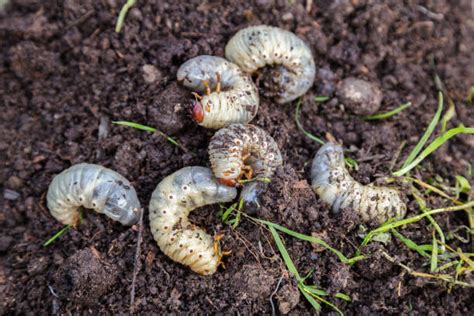 White Grubs In Texas Turfgrass Timing Is Important Wichita