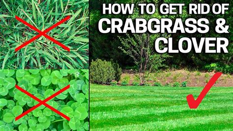 How To Get Rid Of Clover Weeds In Garden Garden Likes