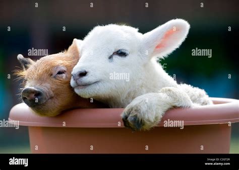 A Cute Newborn Baby Piglet And Lamb Cuddle On A Farm Devon Uk Stock