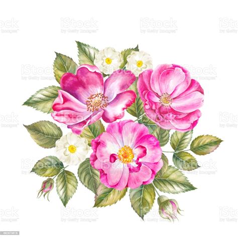 Blooming Rose Flower Watercolor Illustration Cute Pink Roses In Vintage