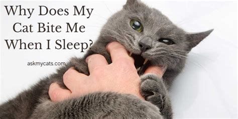 Why Does My Cat Bite Me Gently Out Of Nowhere Cat Meme Stock Pictures