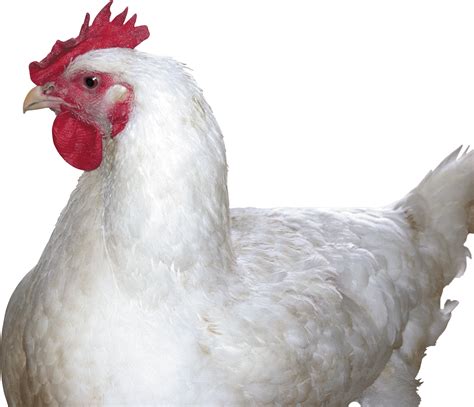 Collection Of HQ Chicken PNG PlusPNG