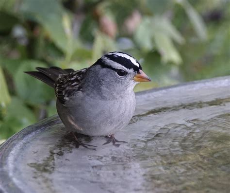 White Crowned Sparrow Mikes Birds Flickr