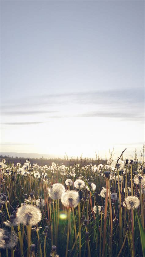 Nature Love Flower Dandelion Field Iphone Wallpapers Free Download