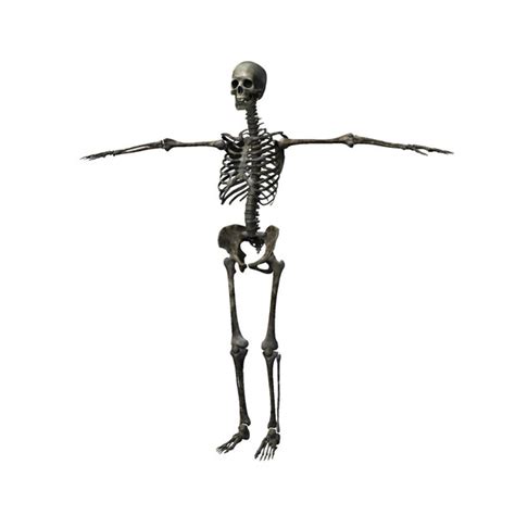 Human Skeleton Ma