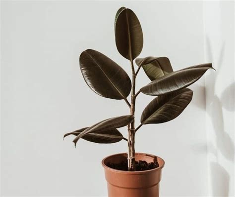 11 Low Maintenance Low Light Indoor Plants And How To Make Them