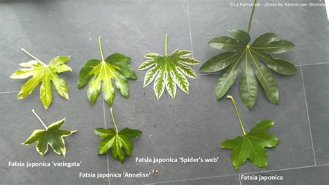 How To Care For A Fatsia Plant Expert Advice On Growing Fatsia
