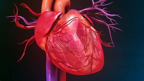 Sistema Cardiovascular Características Concepto Y Función